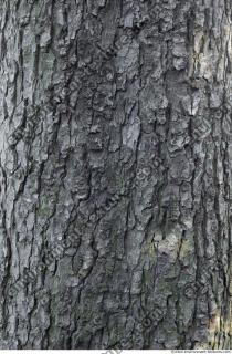 wood tree bark 0003